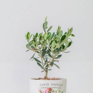 Olive tree in earthen pot
