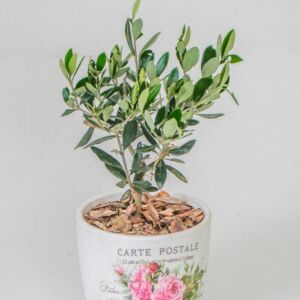 Olive tree in earthen pot