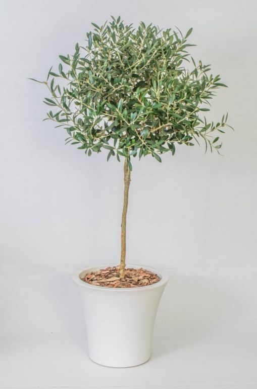 Olive tree in white pot  the flower shop Olive tree in white pot  the flower shop