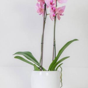Double orchid fuschia