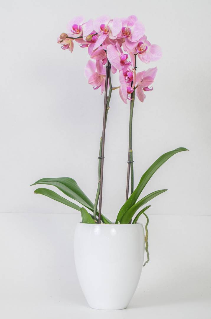 Double orchid fuschia