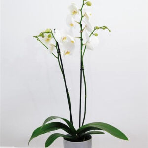 Double orchid white