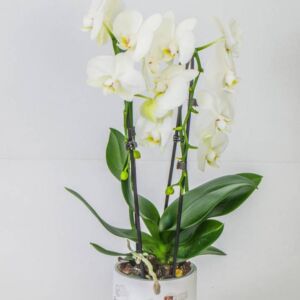 Double orchid white