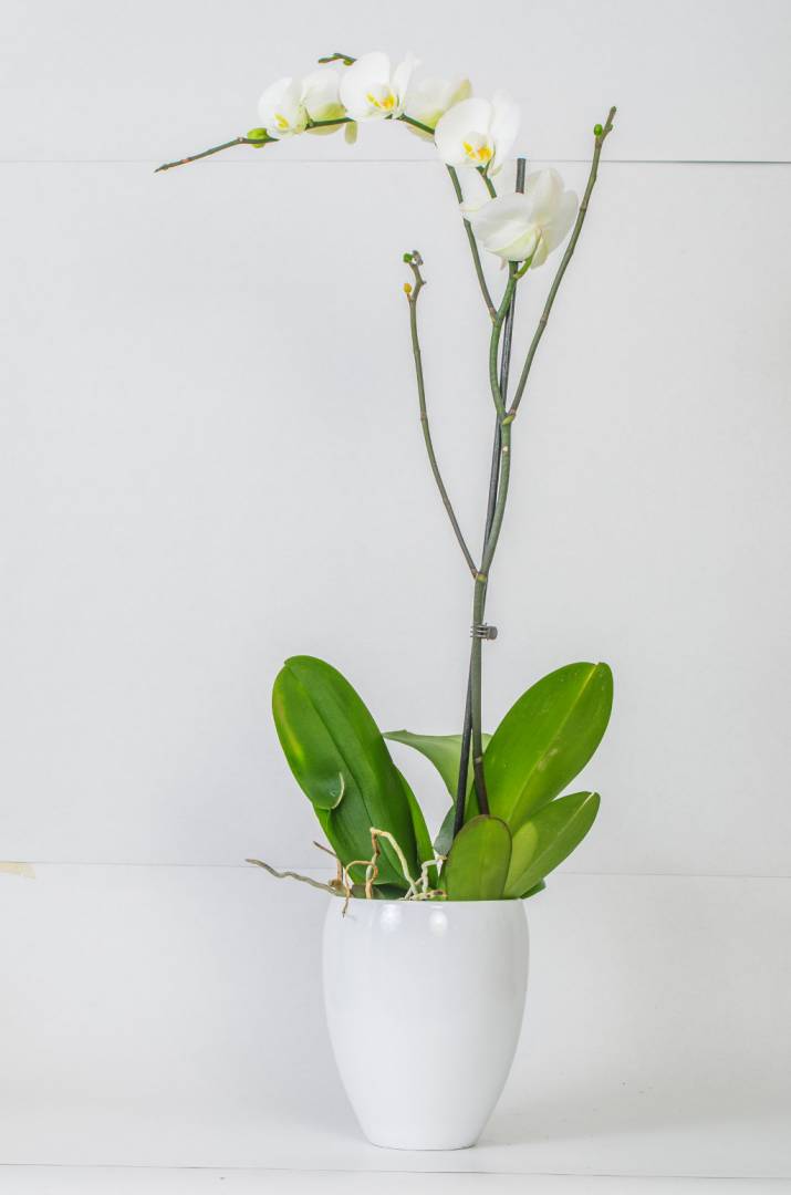 Single white orchid