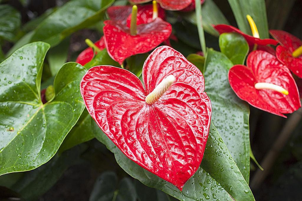 Basic Care For The Anthurium The Flower Shop 0535